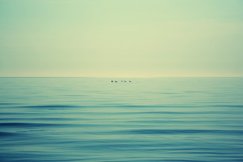 Swans on Water — Blue, Serene, Photograph