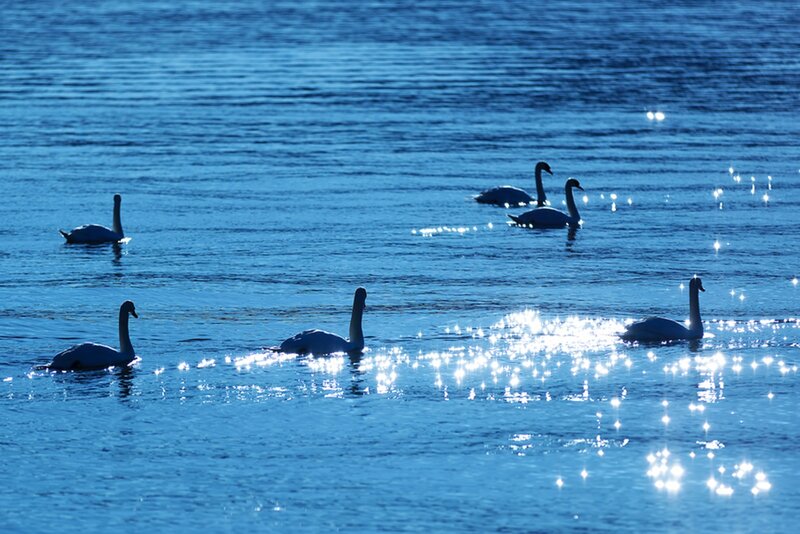 Swans on Water — Blue, Serene