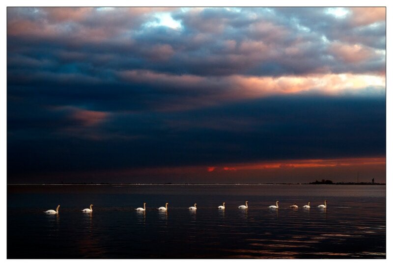 Swans on Water — Dark Blue