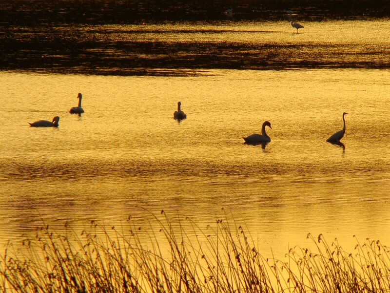 Swans on Water — Gold