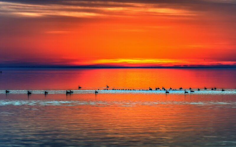 Swans on Water — Orange, Dramatic, Sunset, Photograph