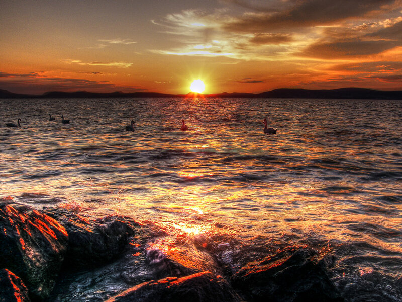 Swans on Water — Orange