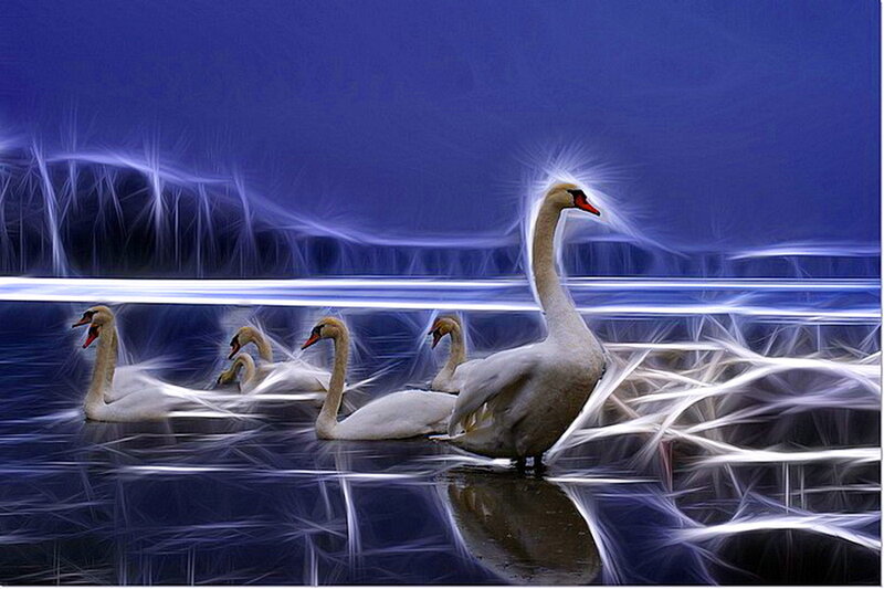 Swans on Water