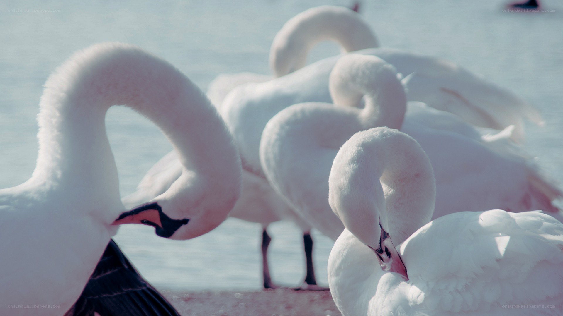 swans preening by the water