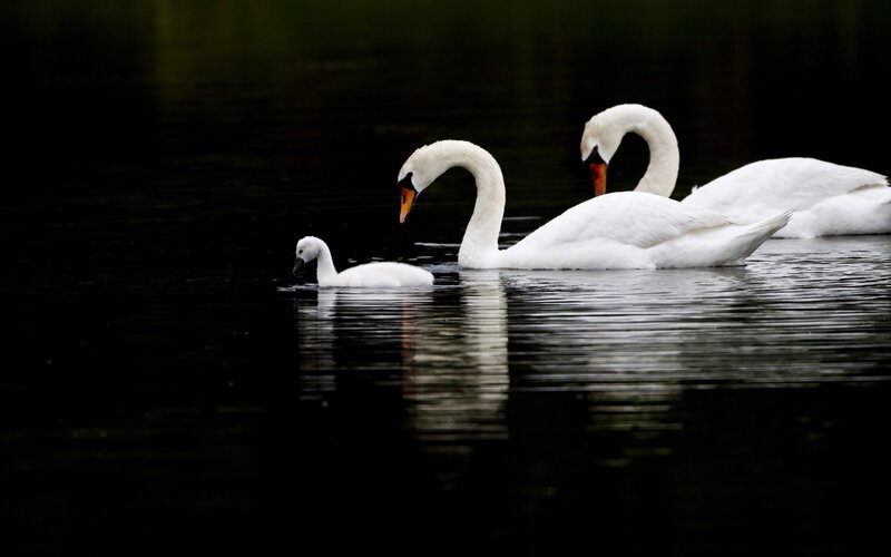 Swans swimming in a pond