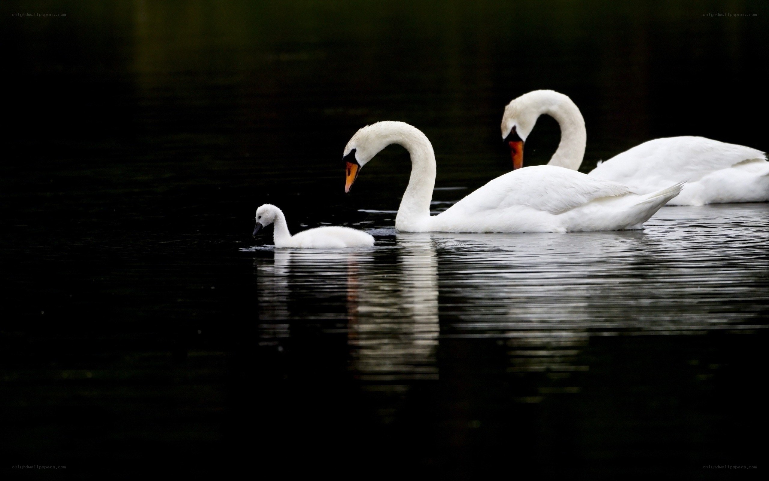 Swans swimming in a pond