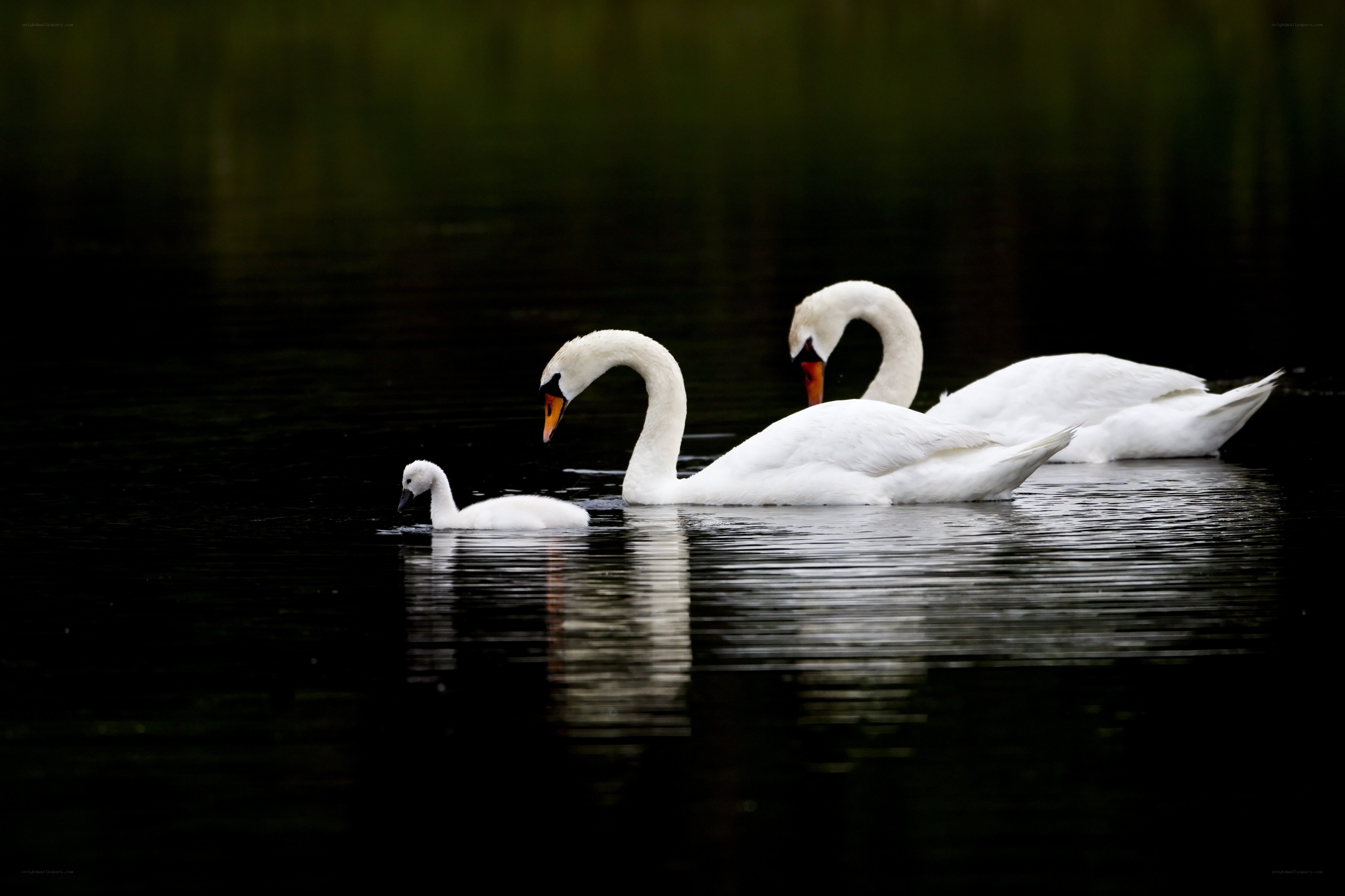 Swans swimming in a pond