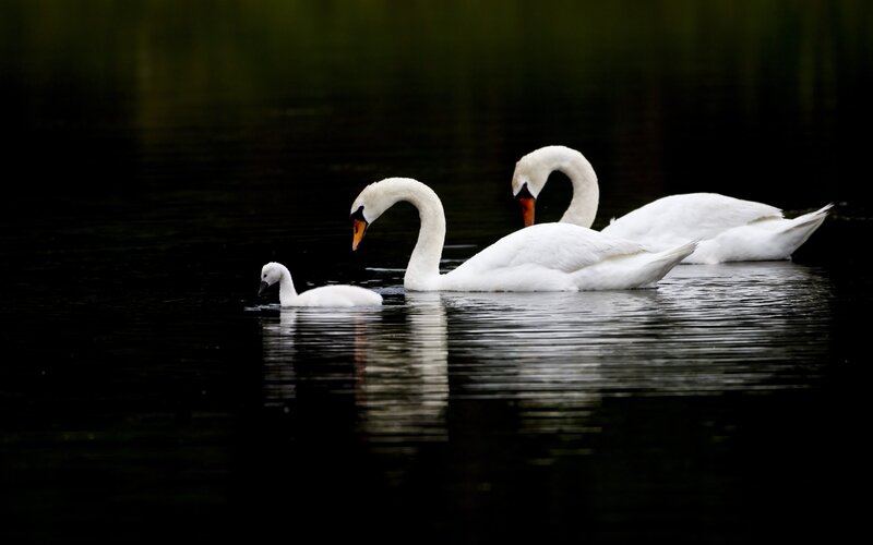 Swans swimming in a pond