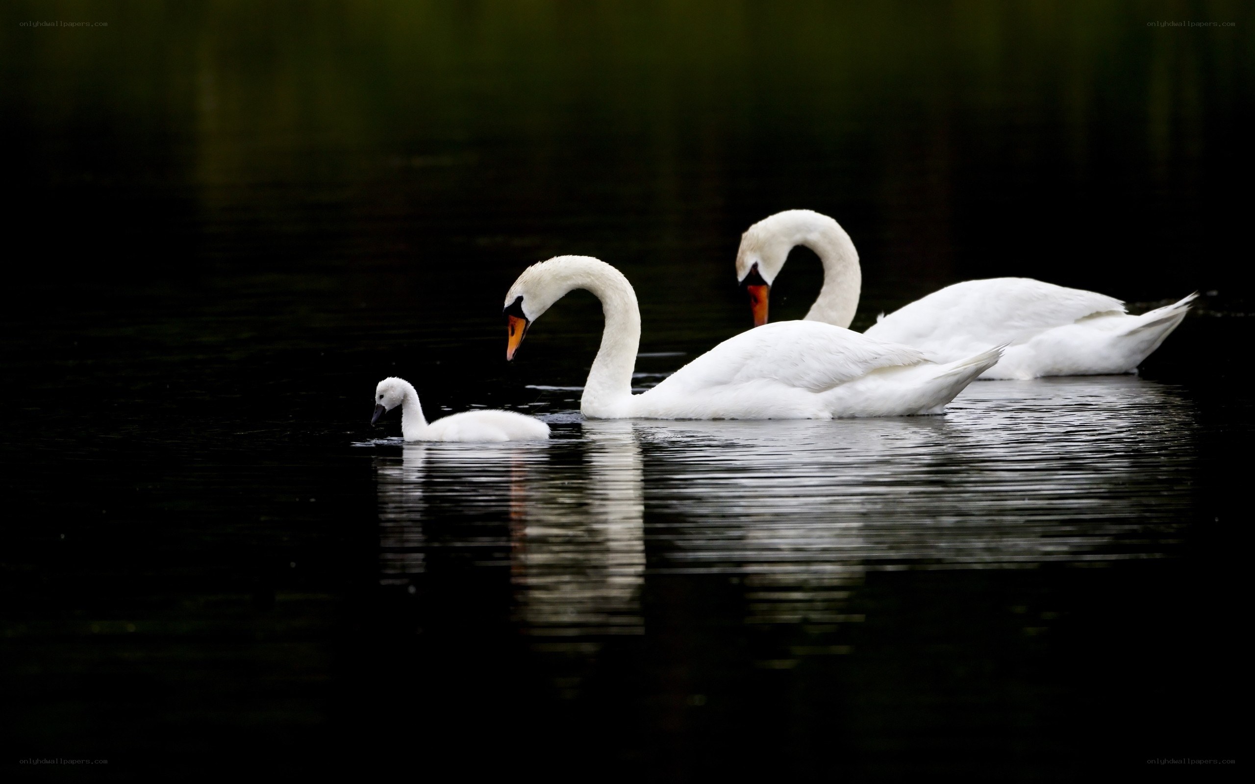 Swans swimming in a pond
