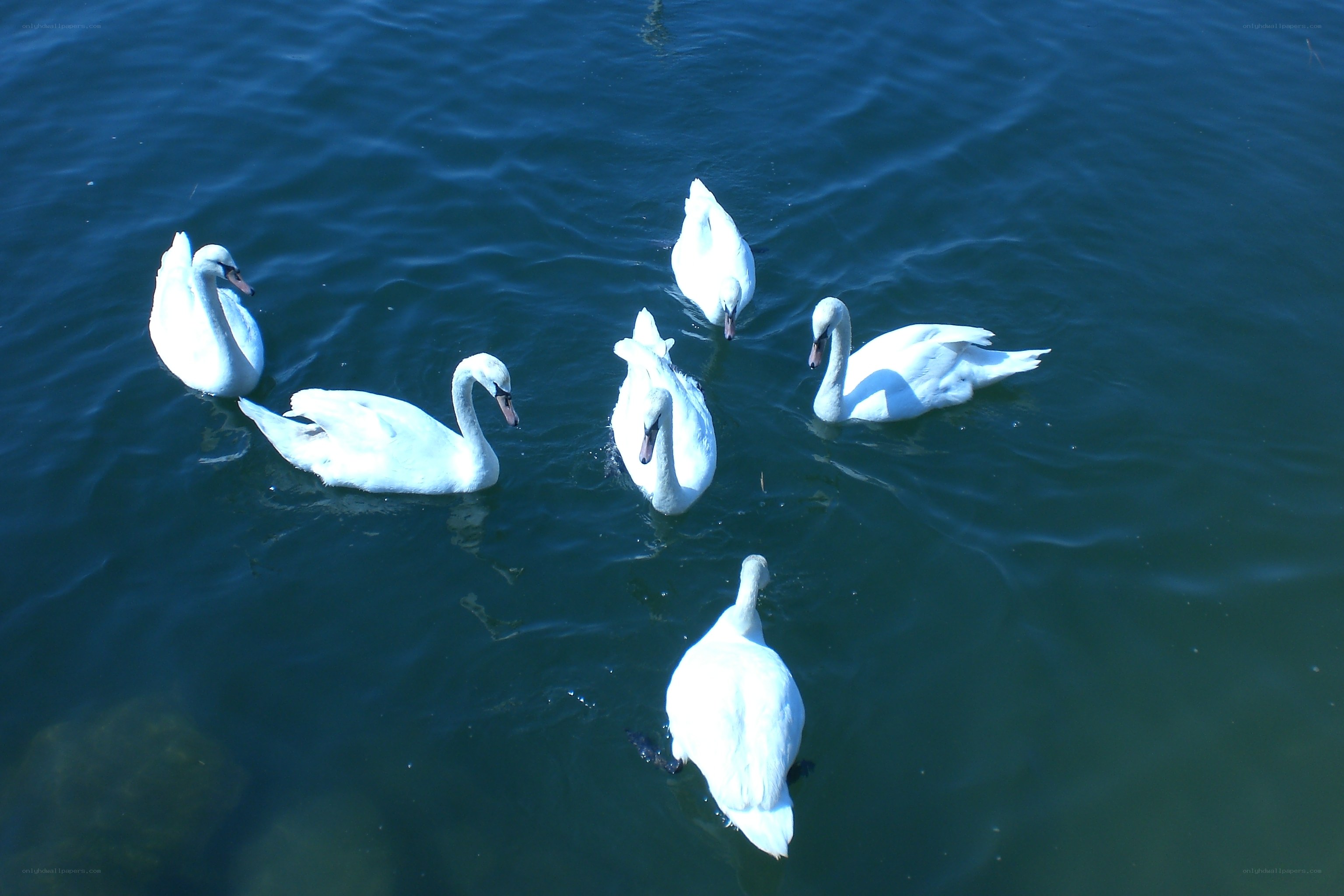 swans swimming in blue water