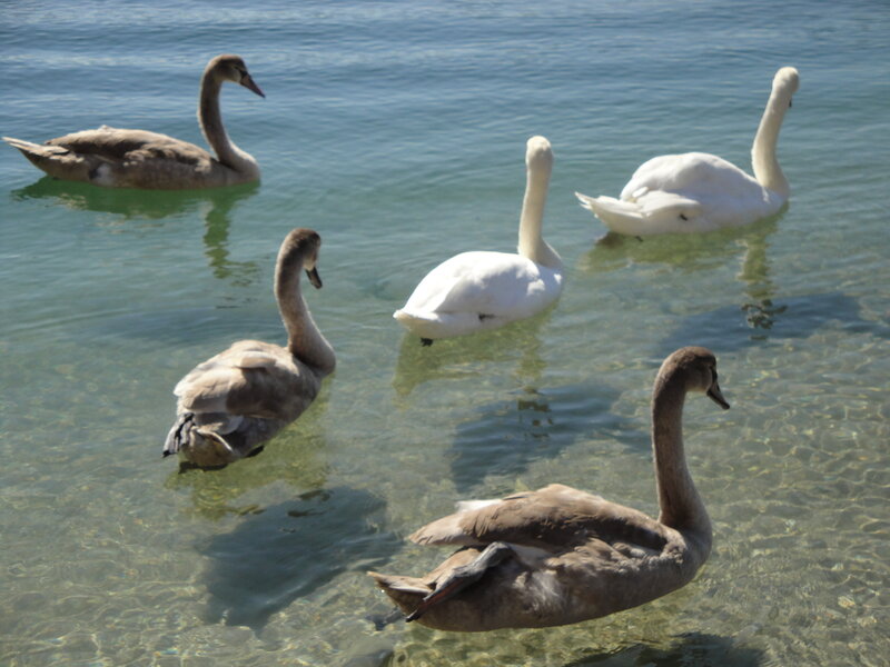Swans swimming in clear water