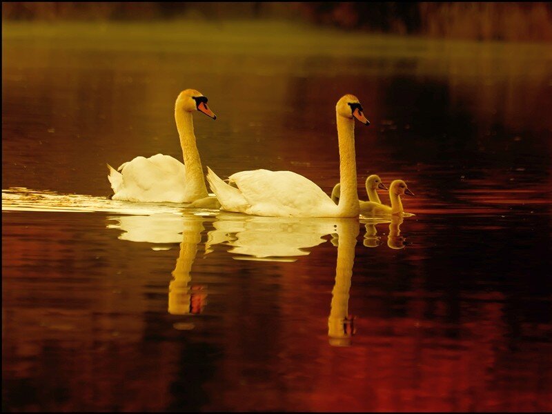 Swans swimming in golden light