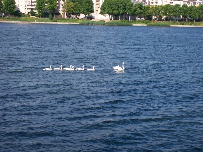 Swans Swimming in Water — Blue