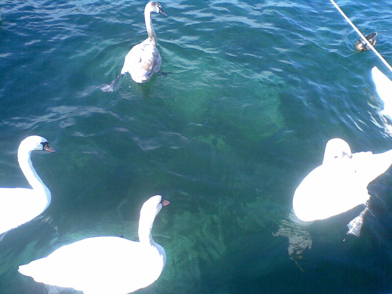 swans swimming in water