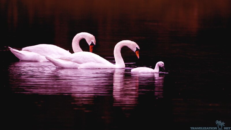 Swans Swimming in Water — White, Serene