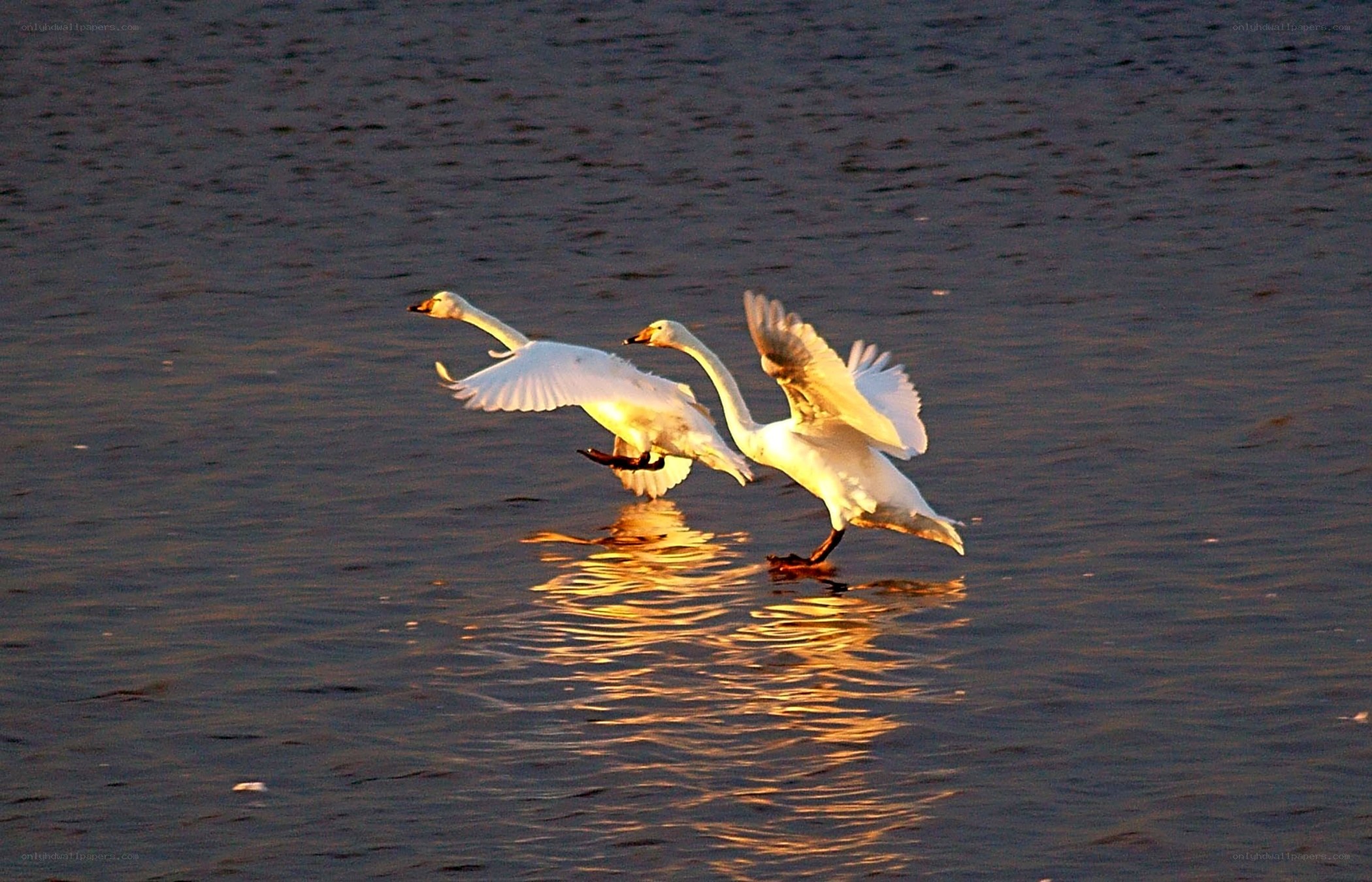 Swans taking flight from water