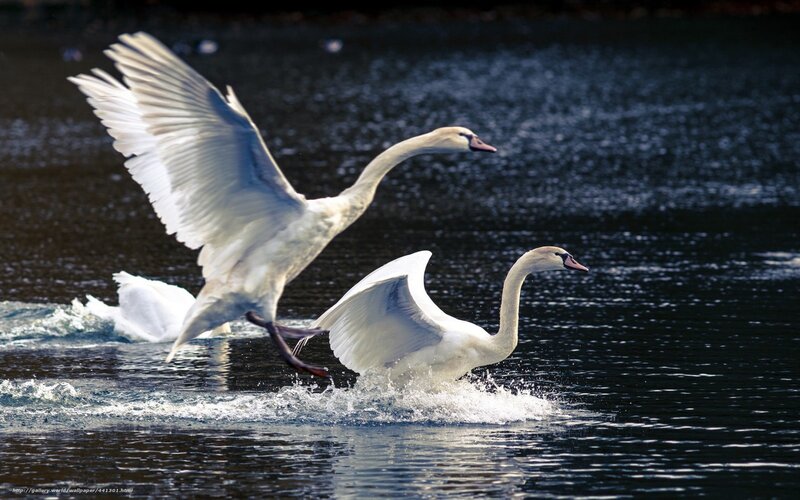 Swans taking flight from water