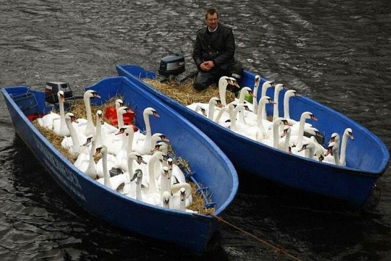 Swans transported in boats