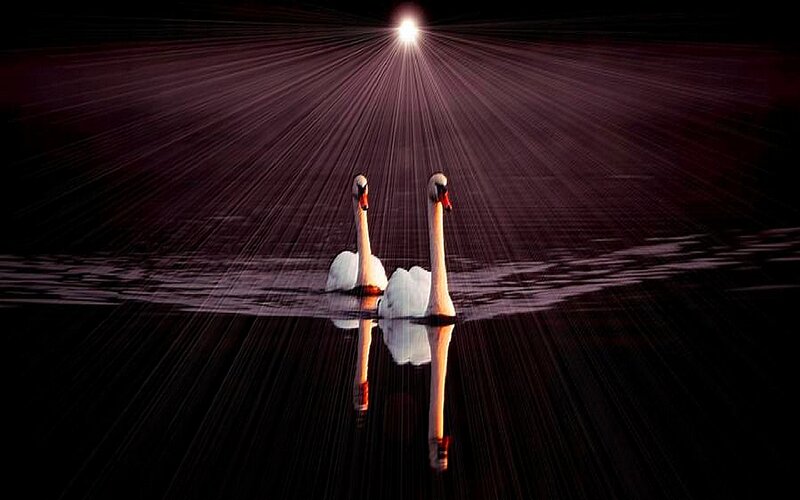 Swans under a radiant light