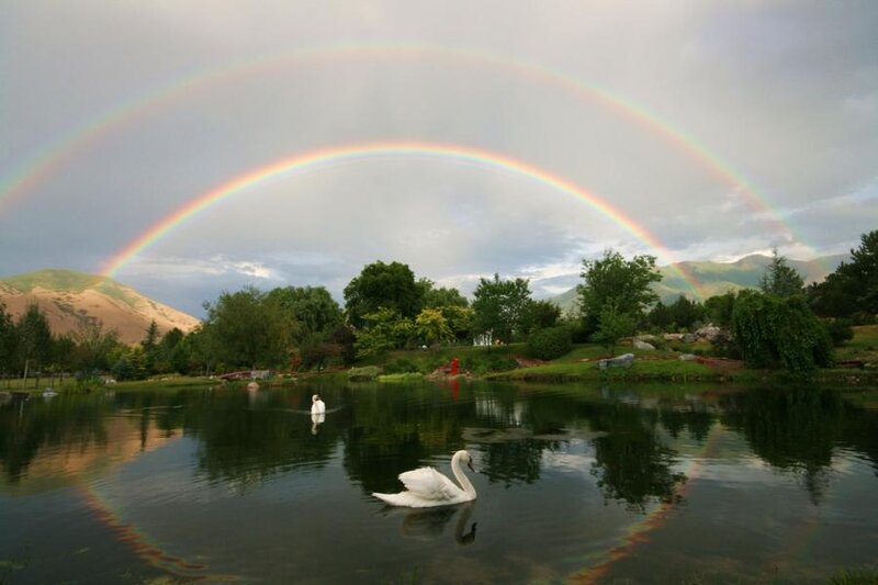 Swans under a rainbow