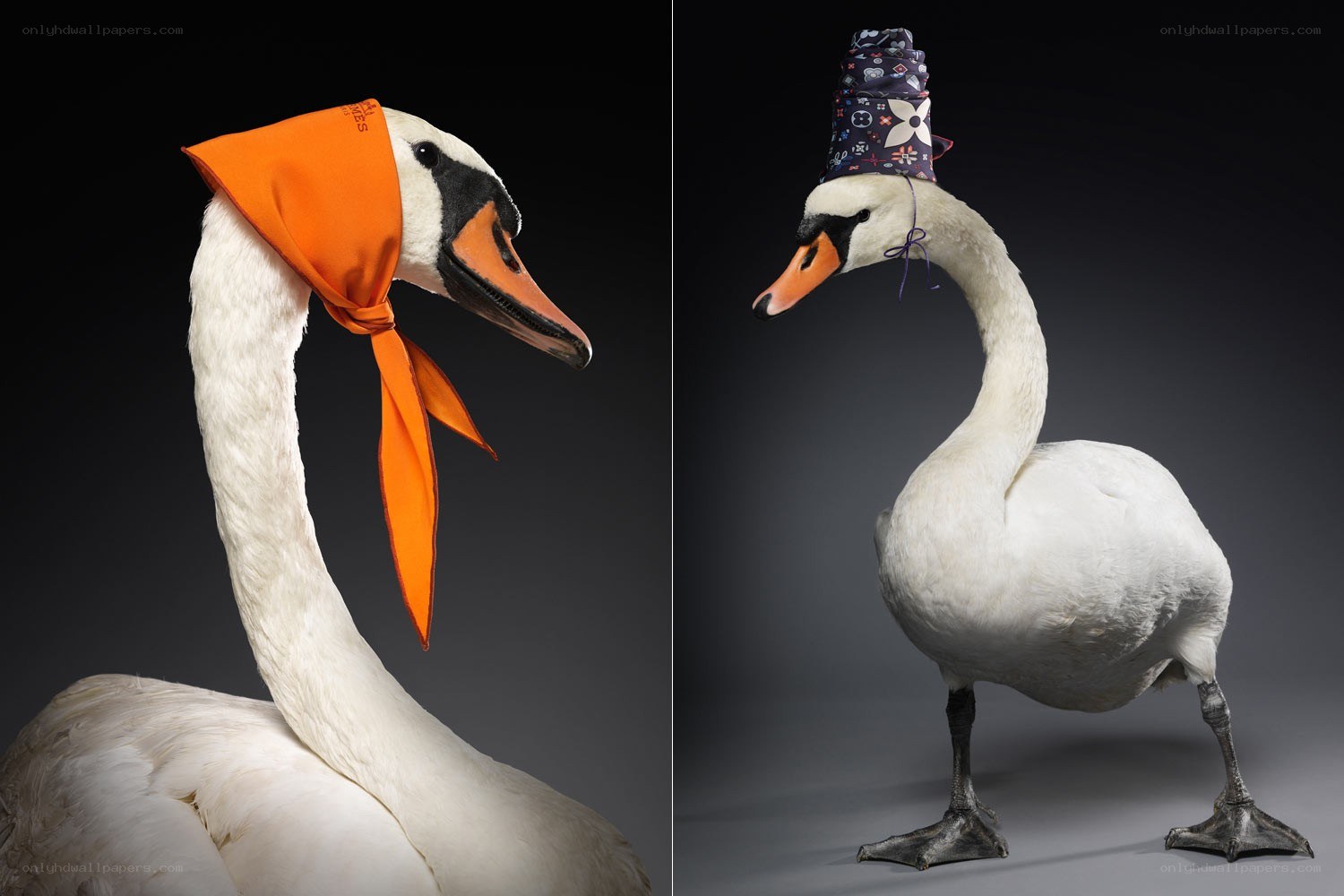 Swans wearing luxury accessories