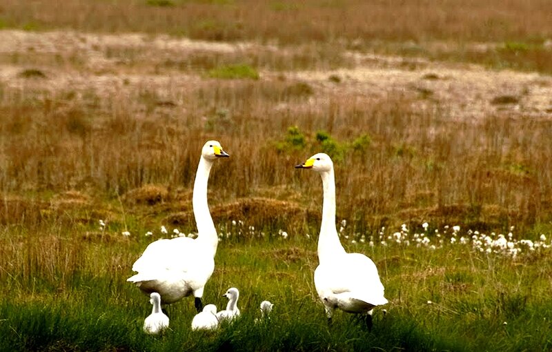 Swans with cygnets in a field