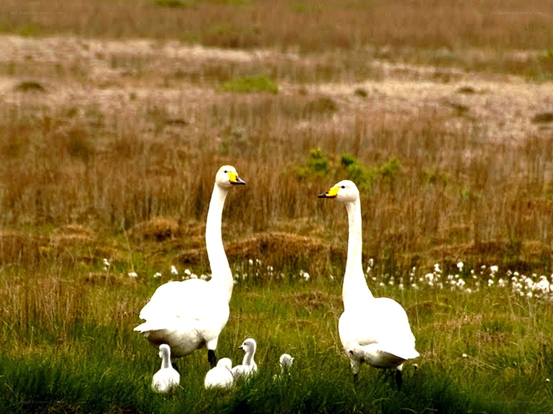 Swans with cygnets in a field
