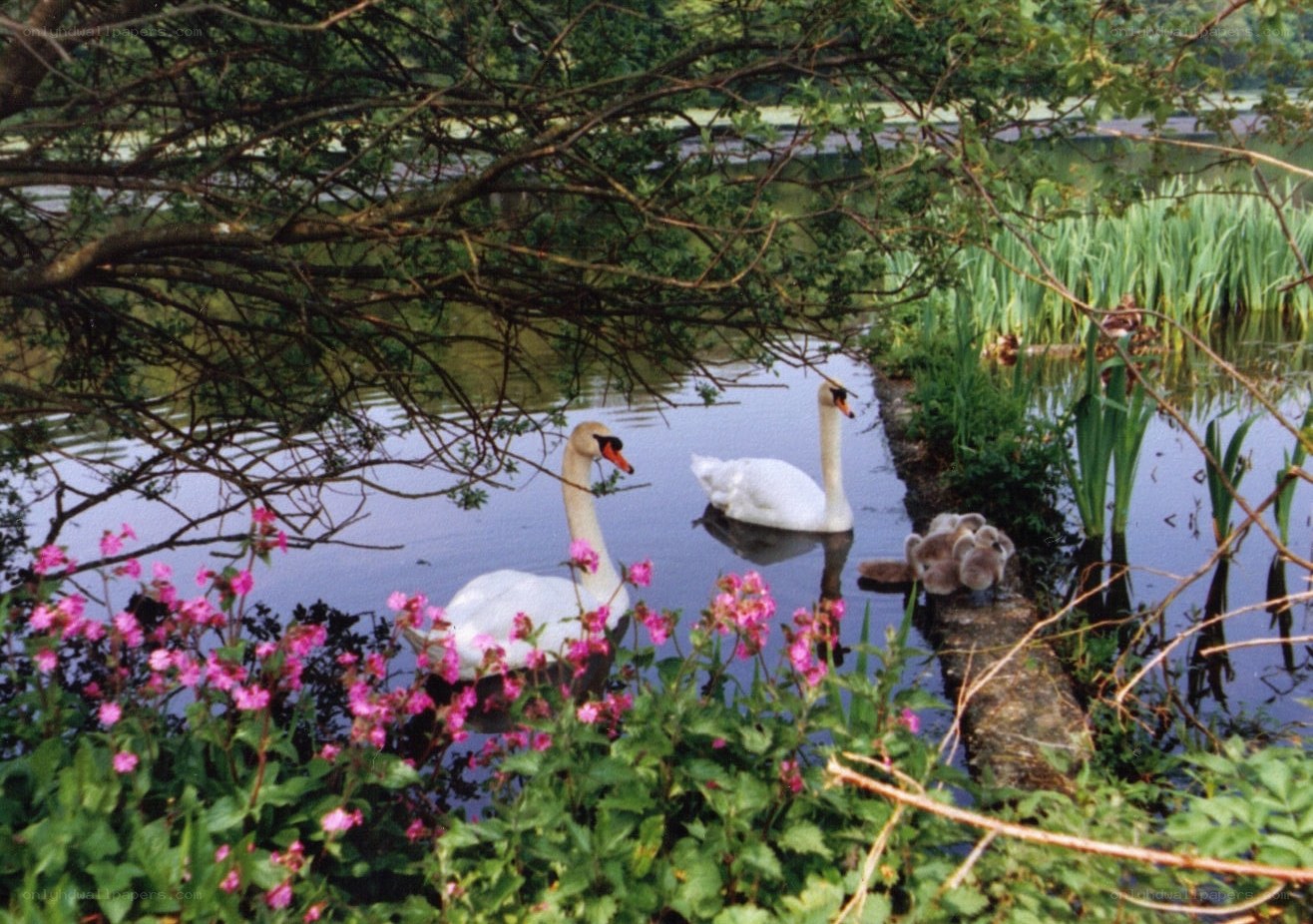 Swans with cygnets on a pond