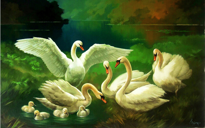 Swans with Cygnets
