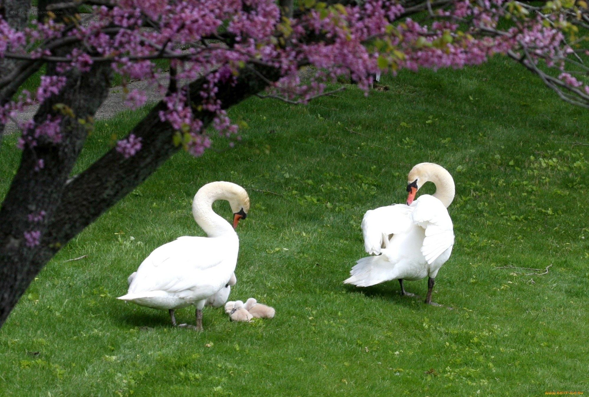 Swans with cygnets under blossoming tree