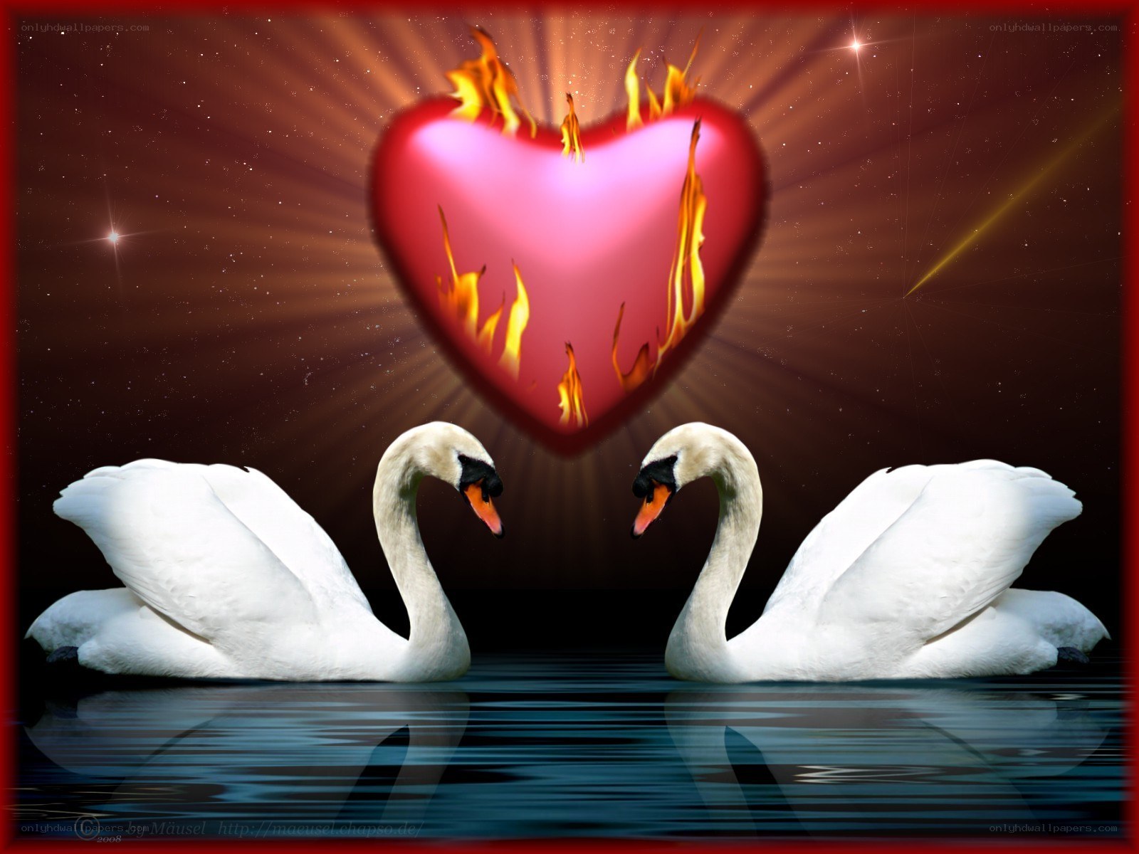 Swans with flaming heart