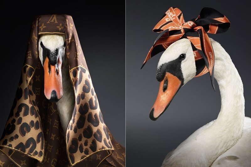 Swans with luxury scarves