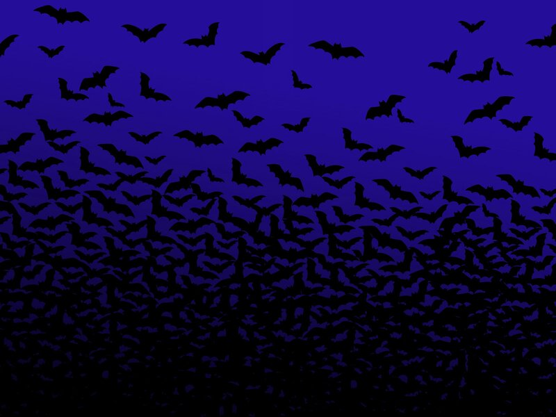 swarm of bats at night