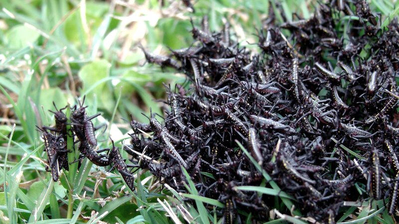 Swarm of Dark Grasshoppers