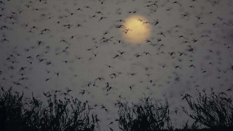 swarm of insects at dusk