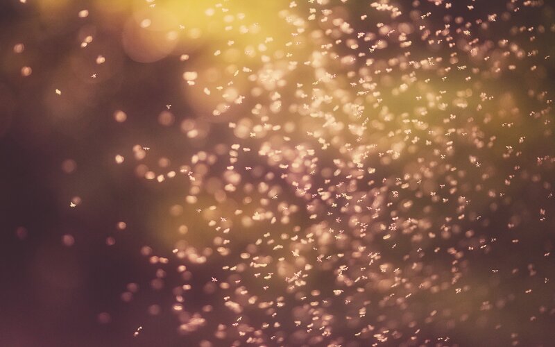 swarm of insects in golden light
