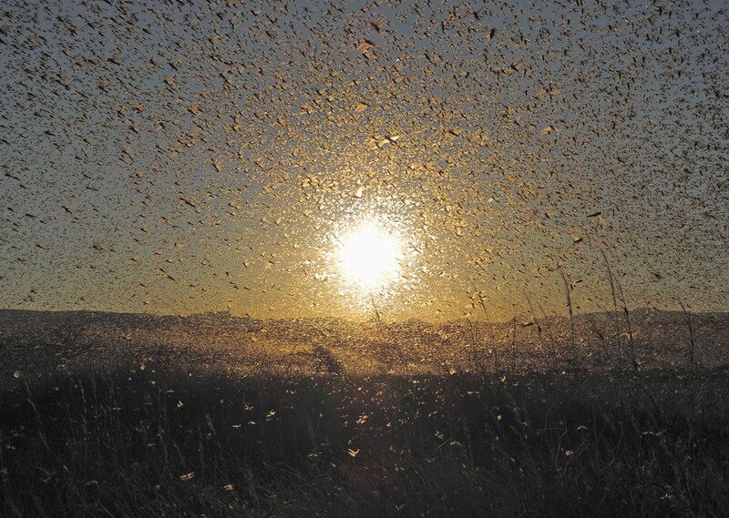 Swarm of locusts at sunset