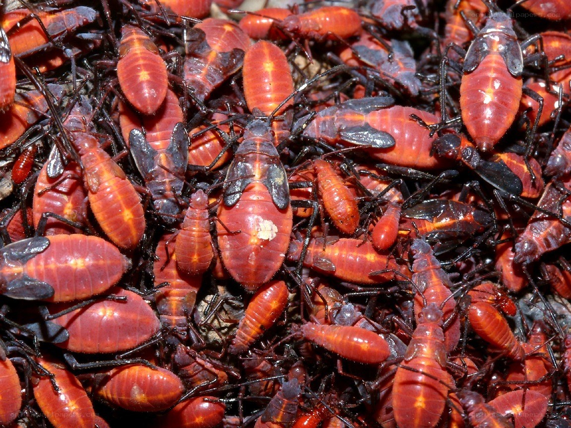 swarm of red bugs