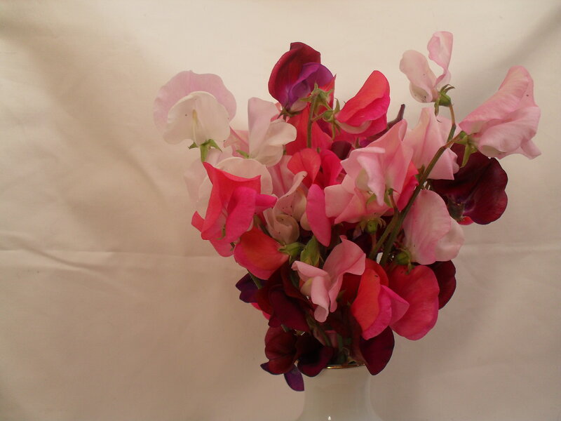 Sweet Pea Flowers in Vase