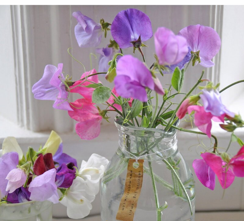 Sweet Peas in a Vase