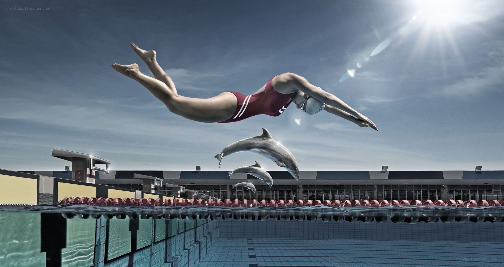 Swimmer and dolphins in pool