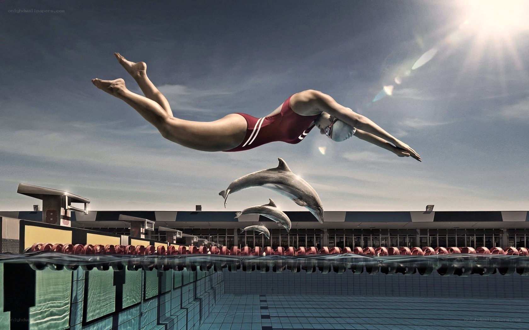 Swimmer and dolphins in pool
