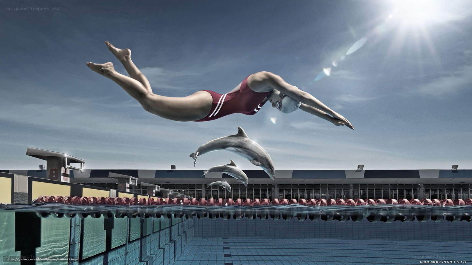 Swimmer and dolphins in pool