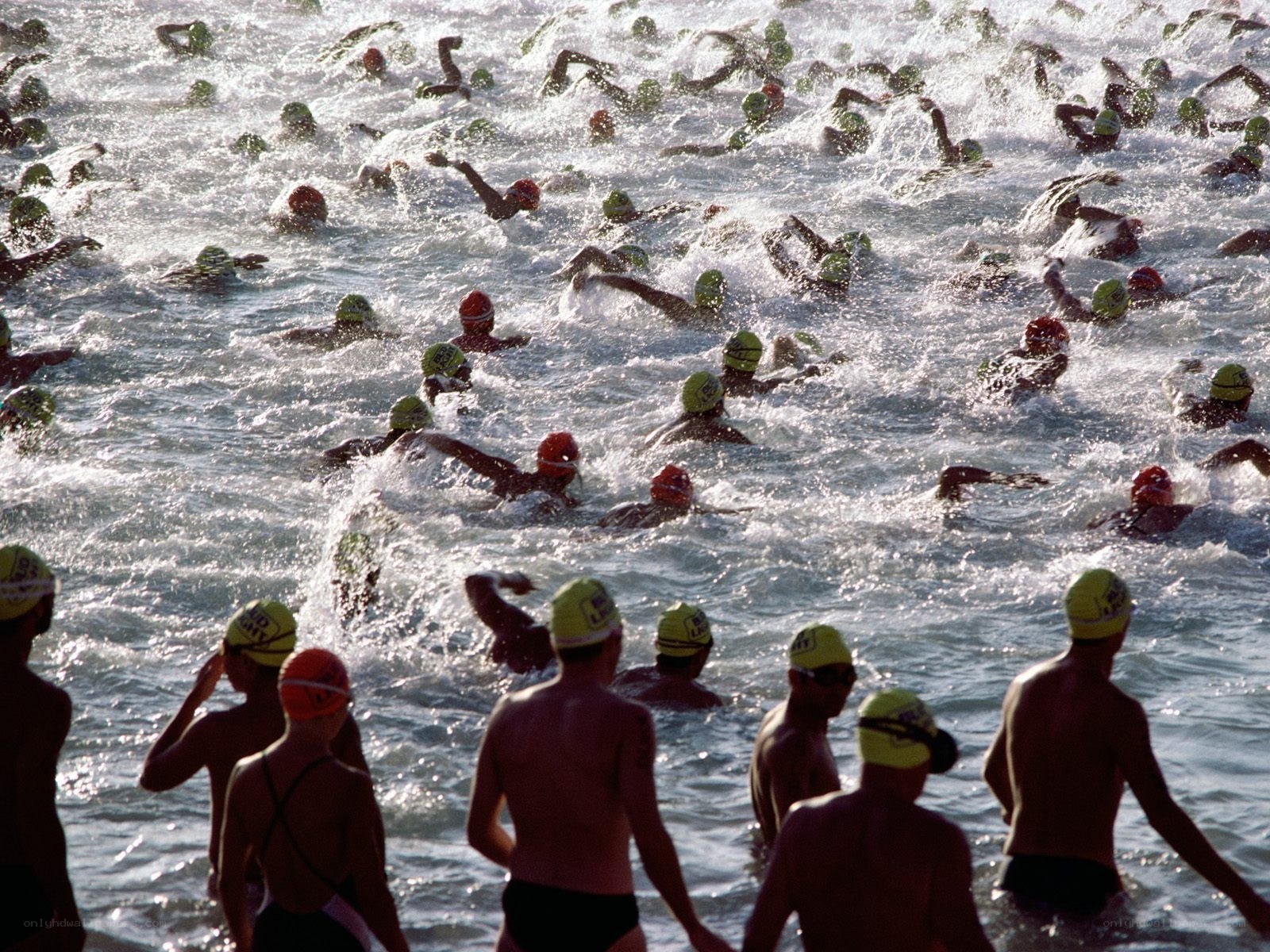 Swimmers in ocean race