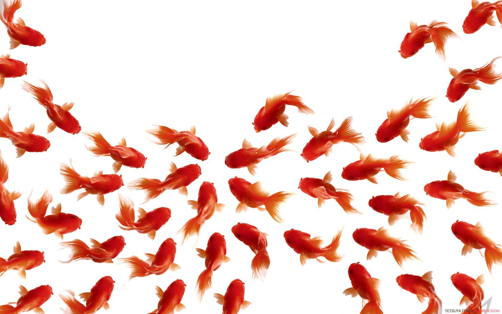 swimming goldfish on white
