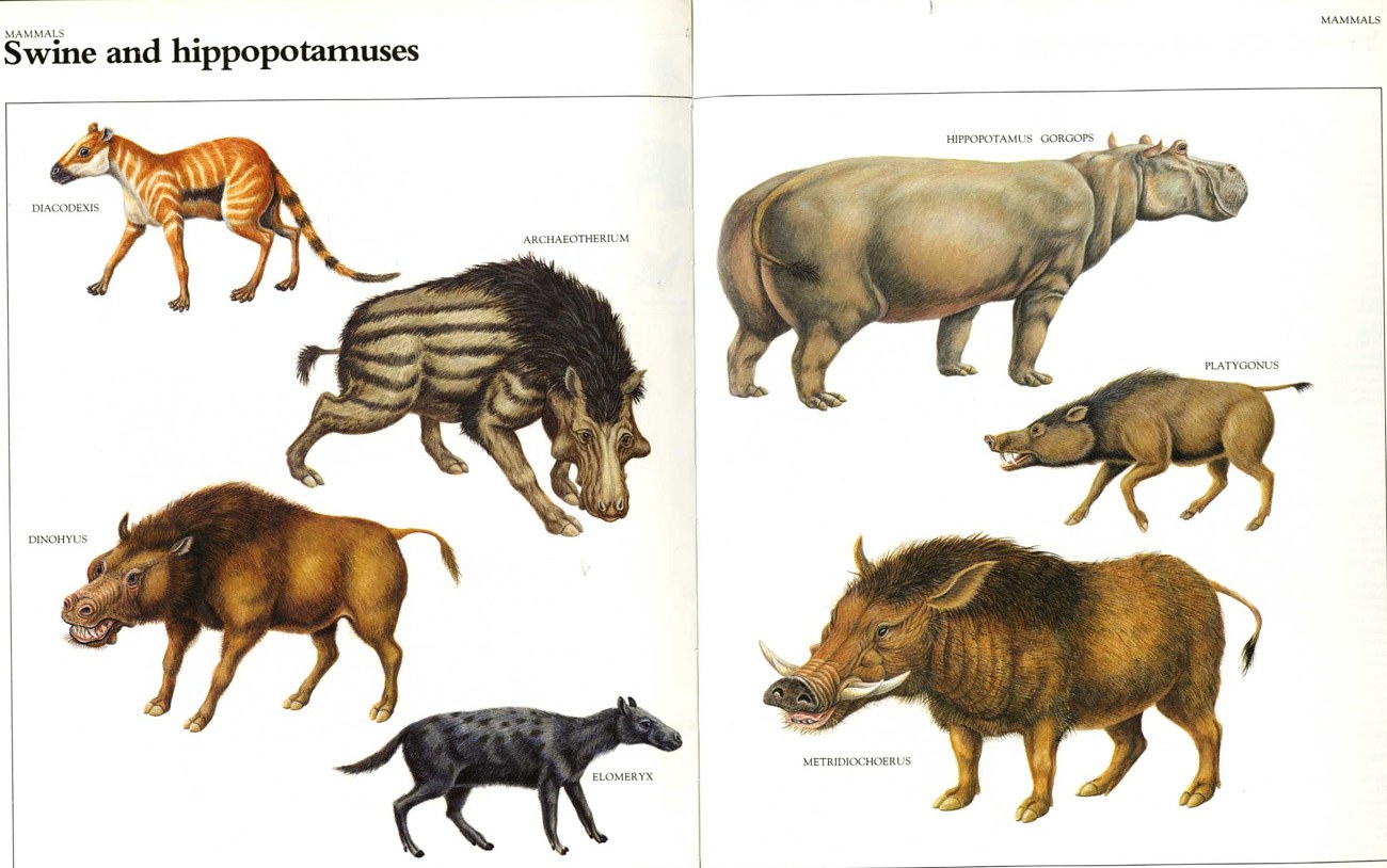 Swine and hippopotamuses