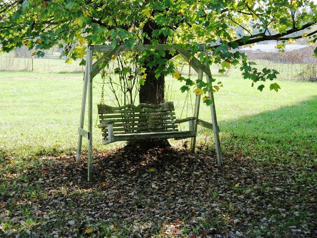 Swing bench under a tree