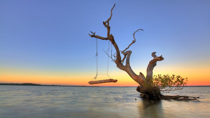 Swing on a dead tree at sunset