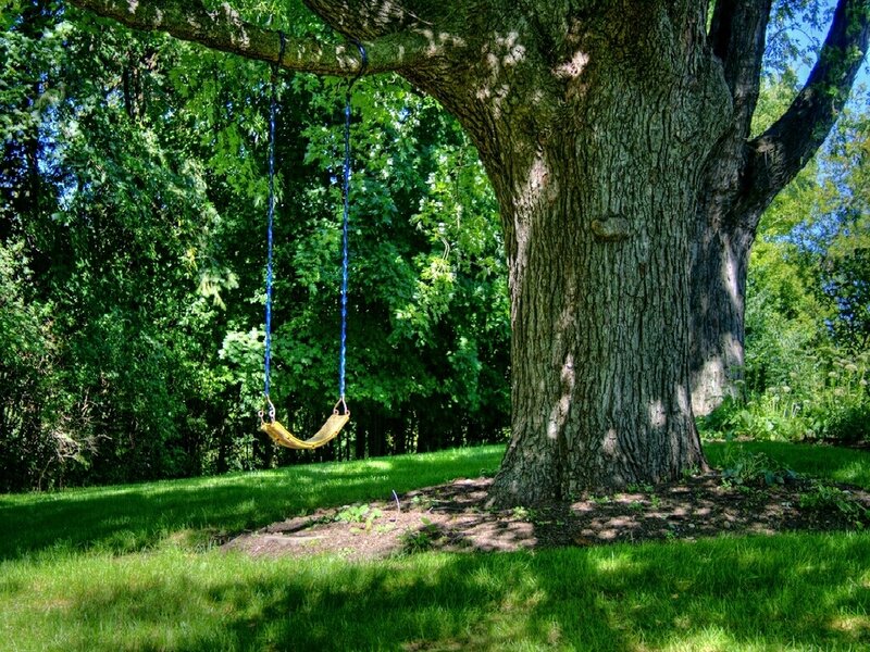 Swing under a large tree