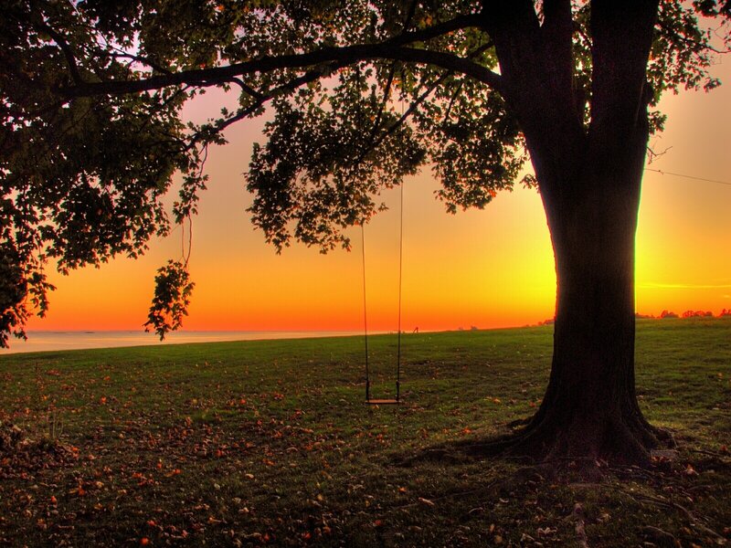 Swing under a tree at sunset